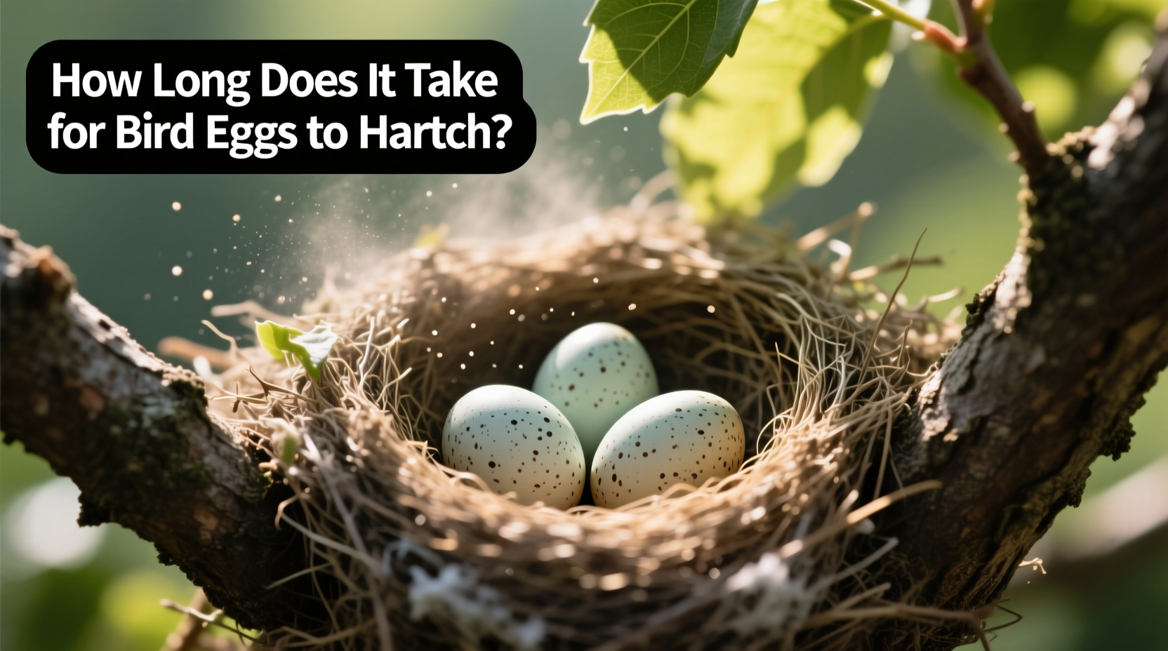 how long does it take for birds to hatch