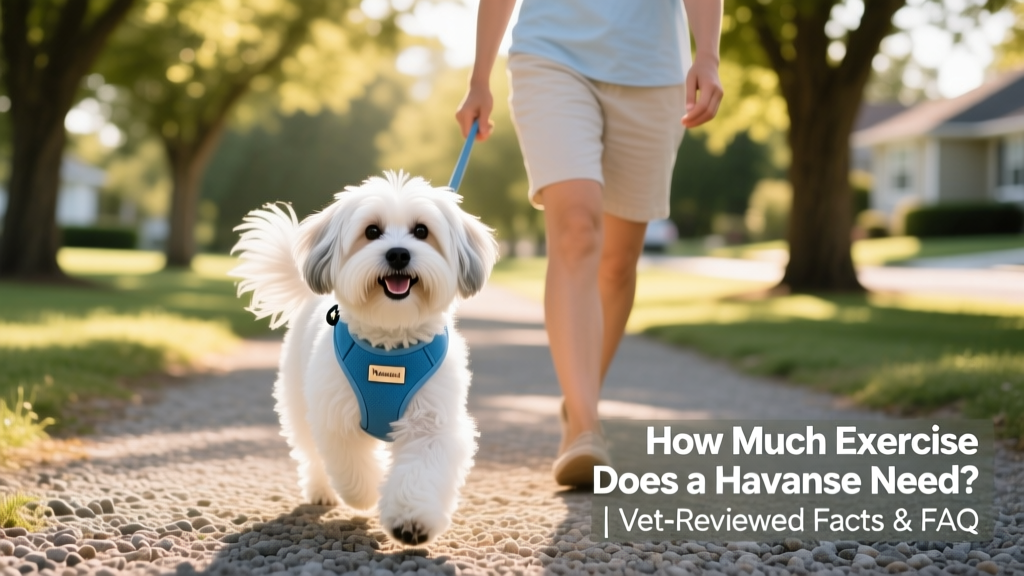 A Havanese wearing a comfortable blue harness, happily walking beside its owner on a tree-lined path