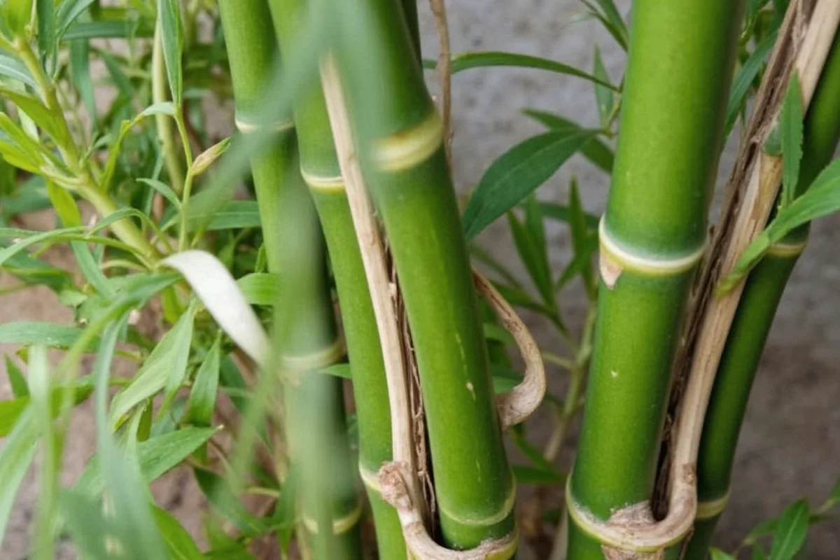 How Do You Transplant Bamboo Plants