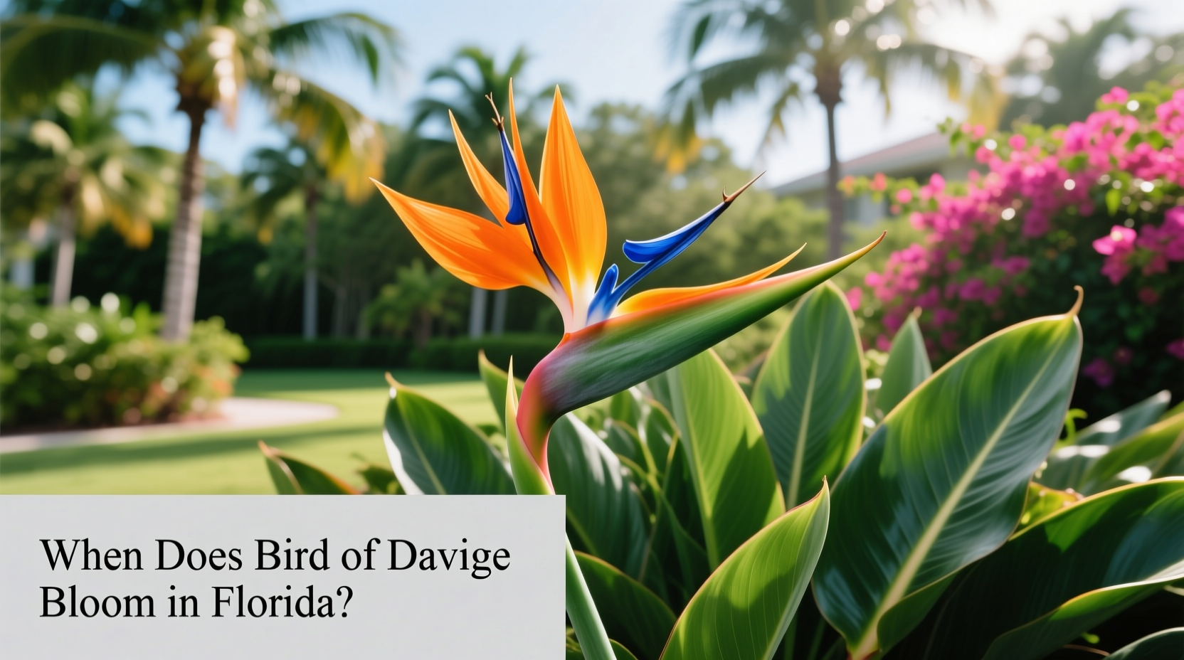 When Does Bird Of Paradise Bloom In Florida