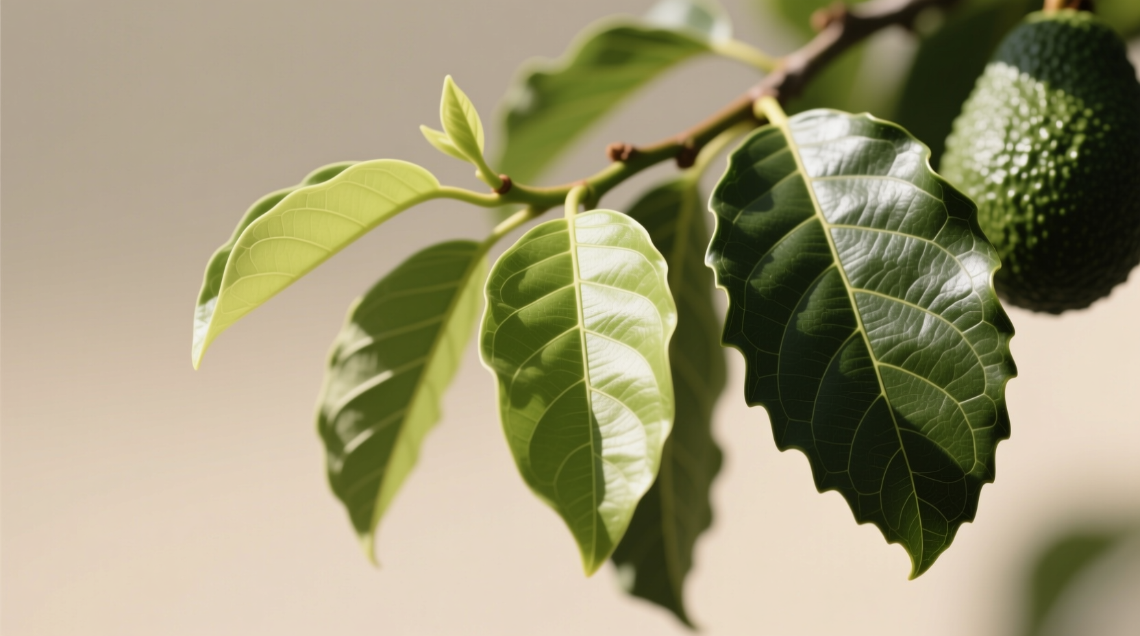 Avocado leaf maturity comparison: young Mexican leaves (safe for cooking) vs. mature ornamental leaves (high persin)