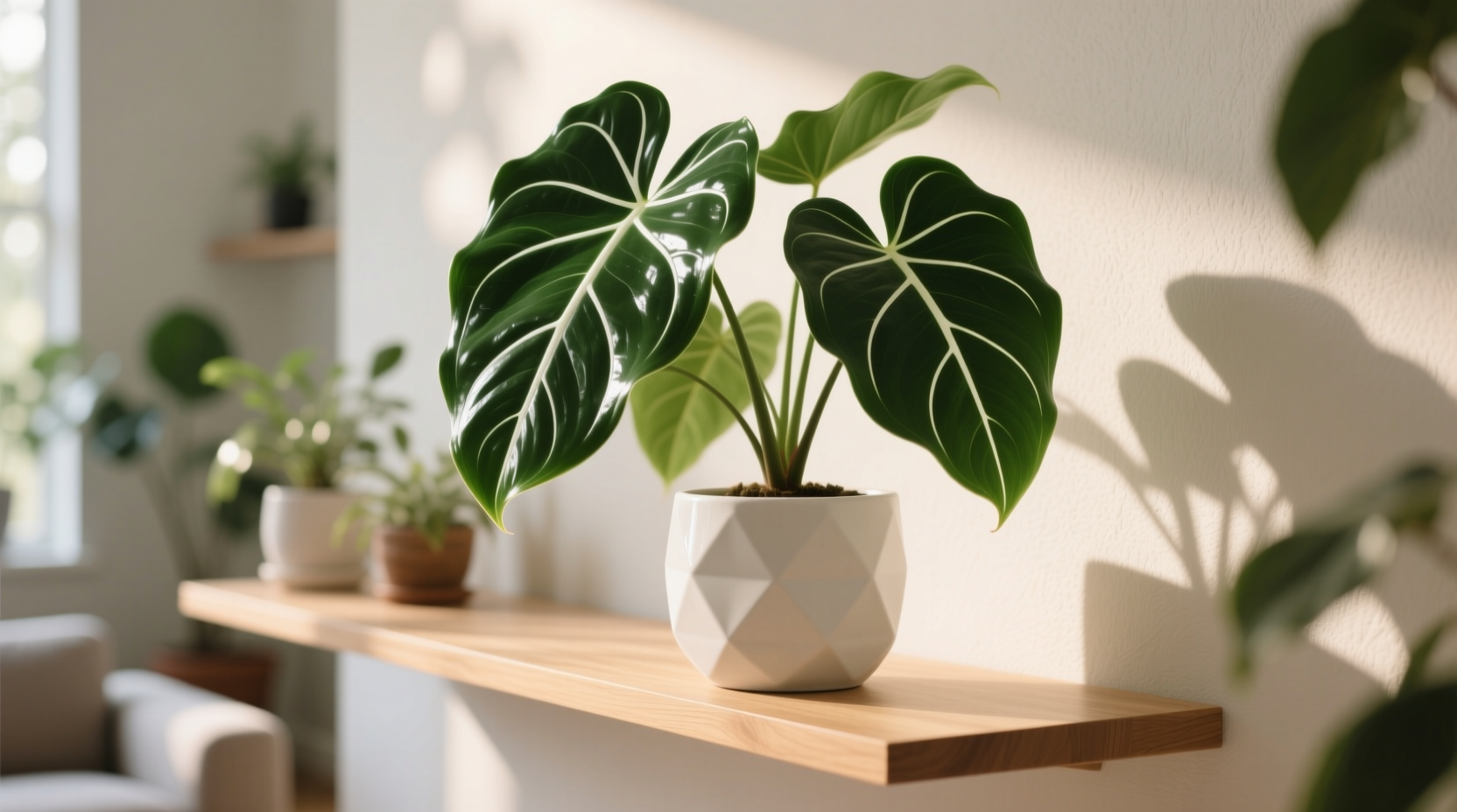 alocasia polly houseplant