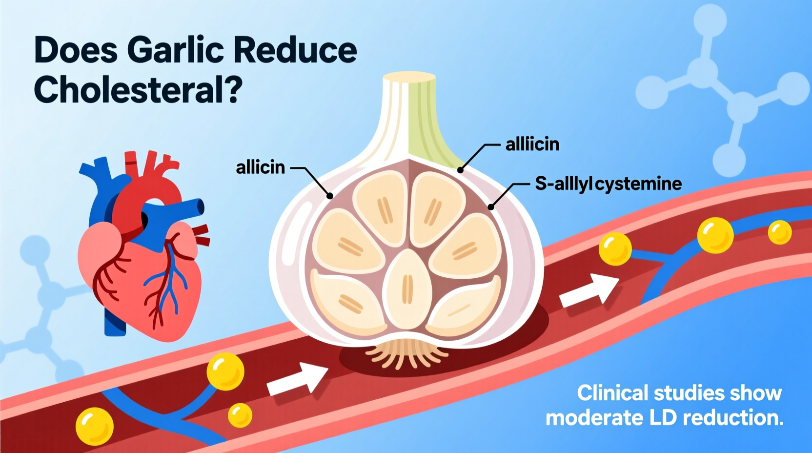 Garlic and Cholesterol: Science-Based Facts
