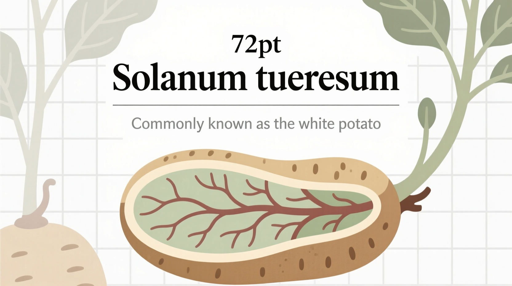 Scientific Name of White Potato: Solanum tuberosum Explained