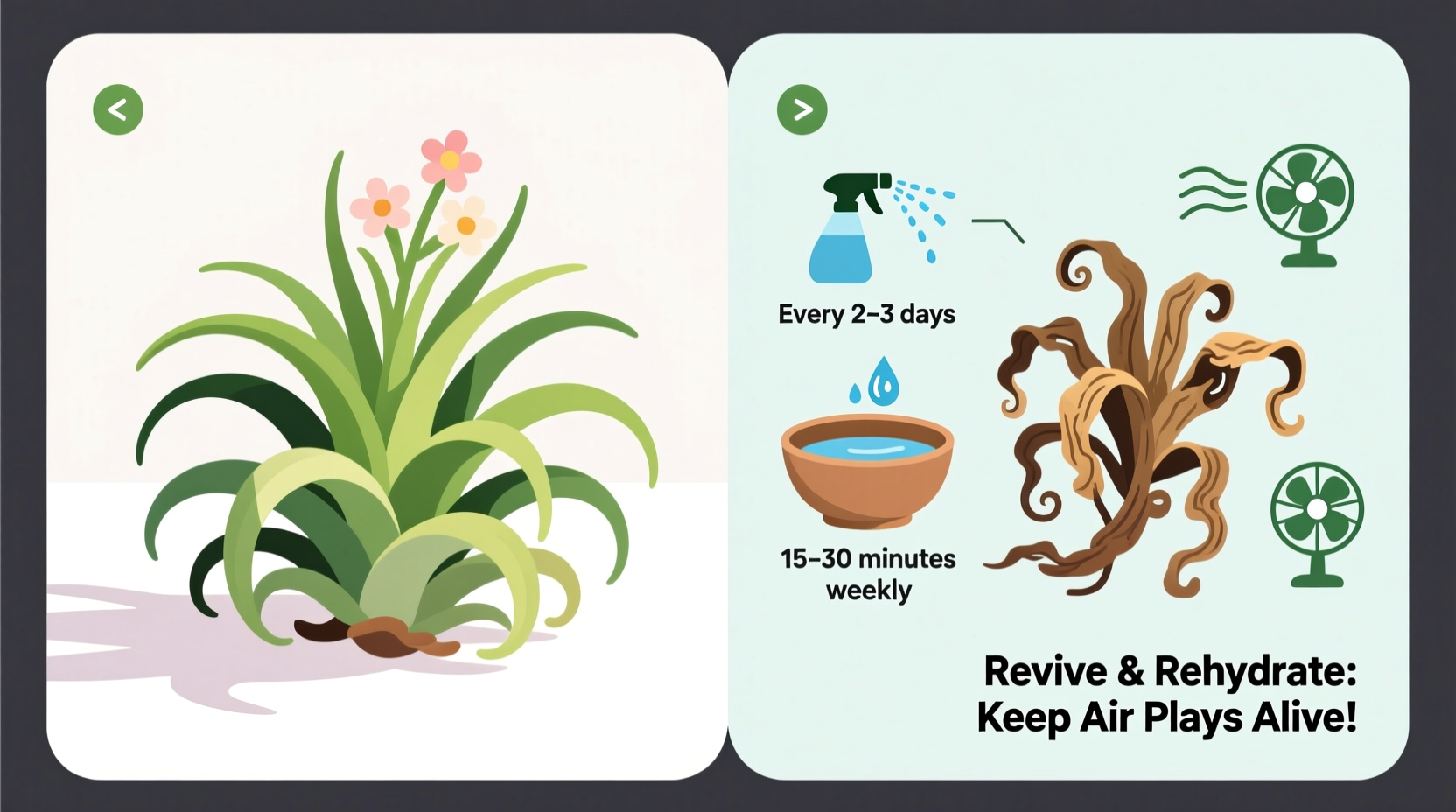 why do my air plants dry out so fast and how to revive them properly