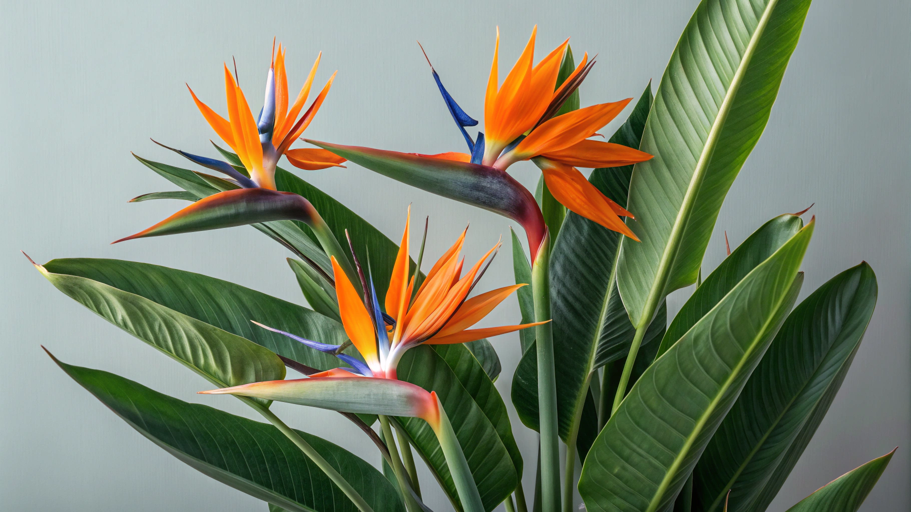 7 Bird of Paradise Care Tips | TheHomeSprouts