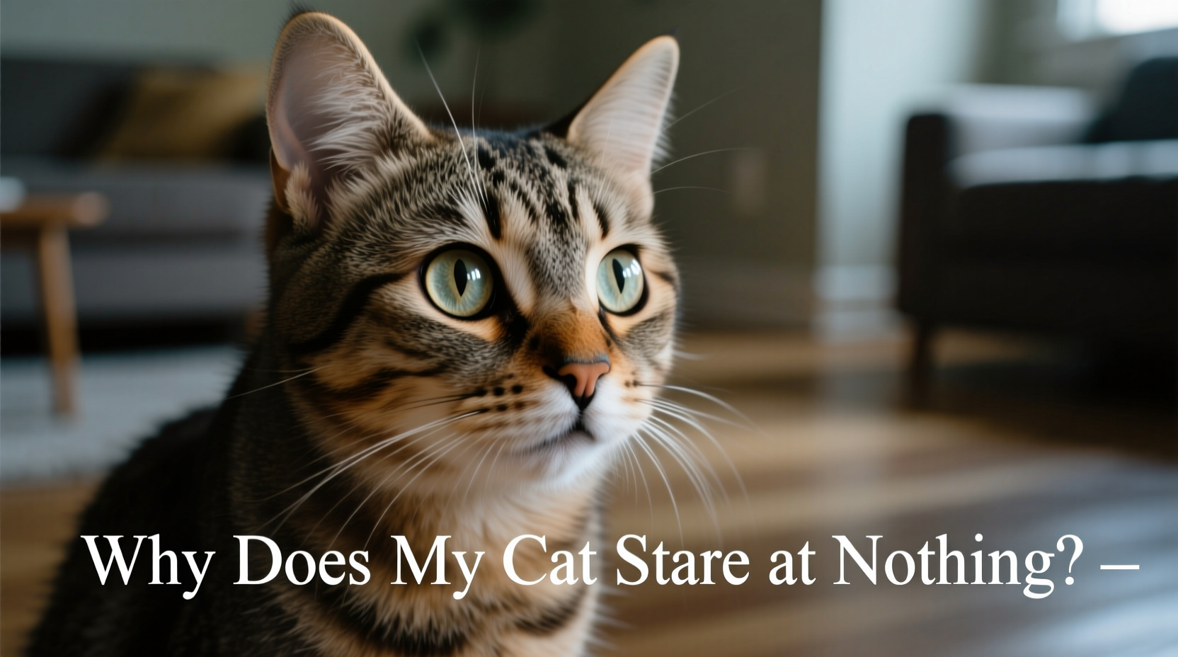 why does my cat stare at nothing common behavioral explanations