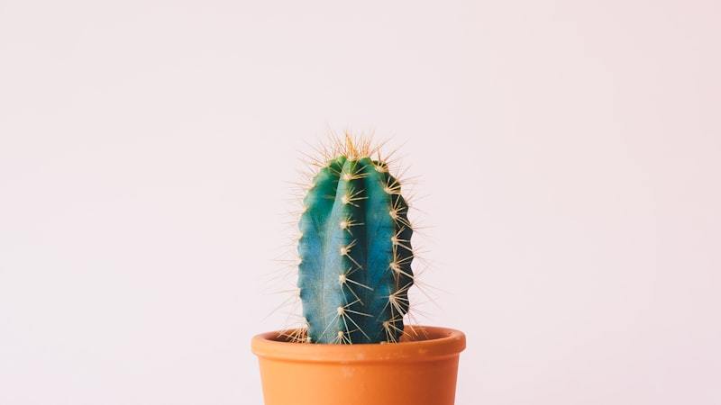 Pet-Safe Indoor Plants: A Style Guide for Homes With Cats and Dogs