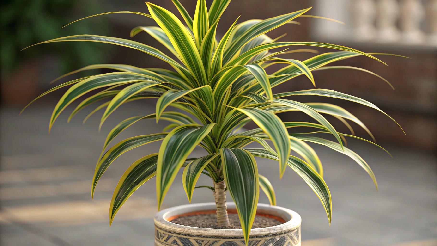 Dracaena Plant