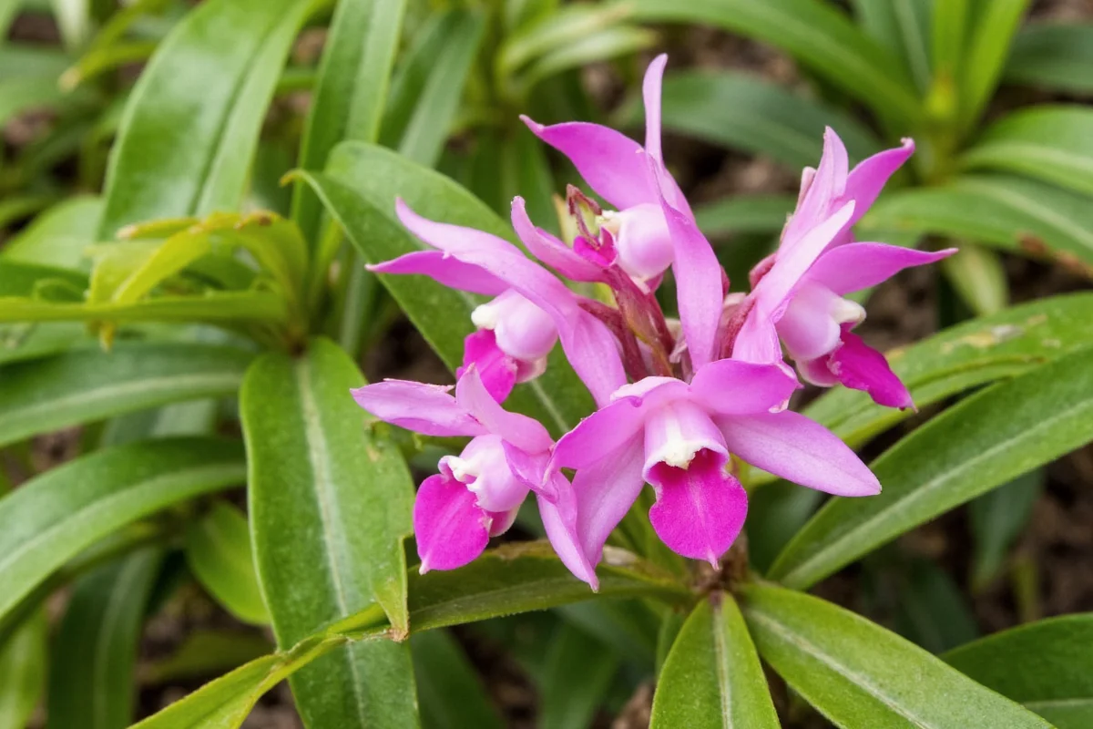 Where Does An Orchid Plant Grow