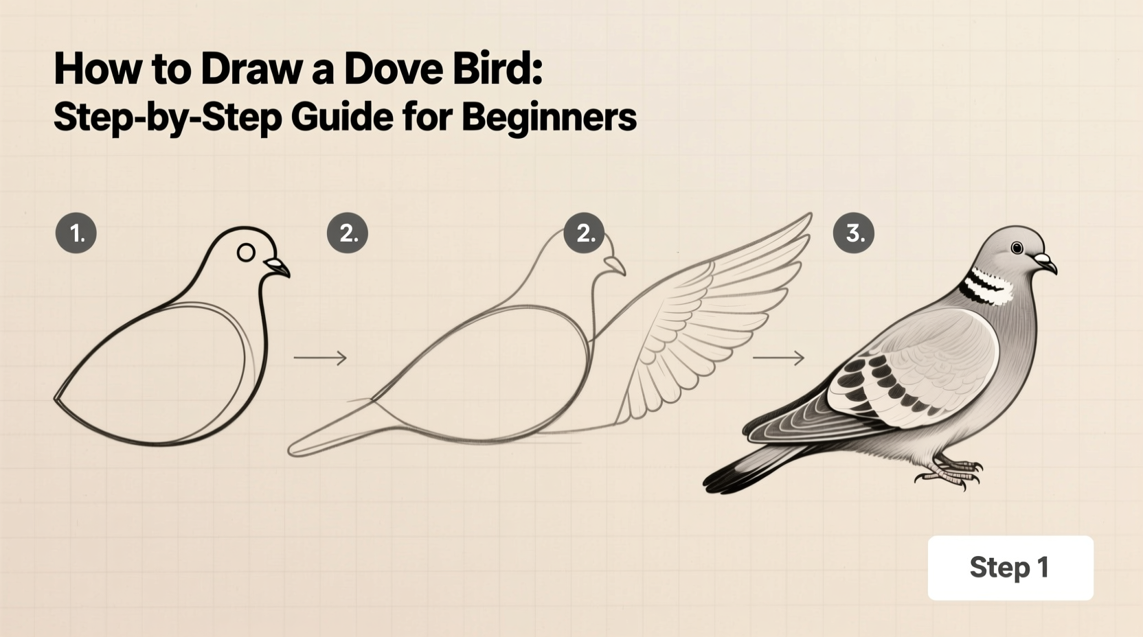how to draw dove bird