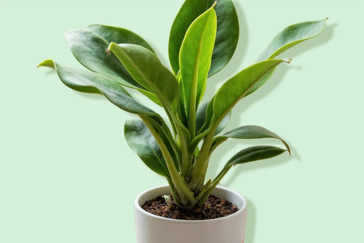 Snake Plant Watering Signs: 5 Key Indicators