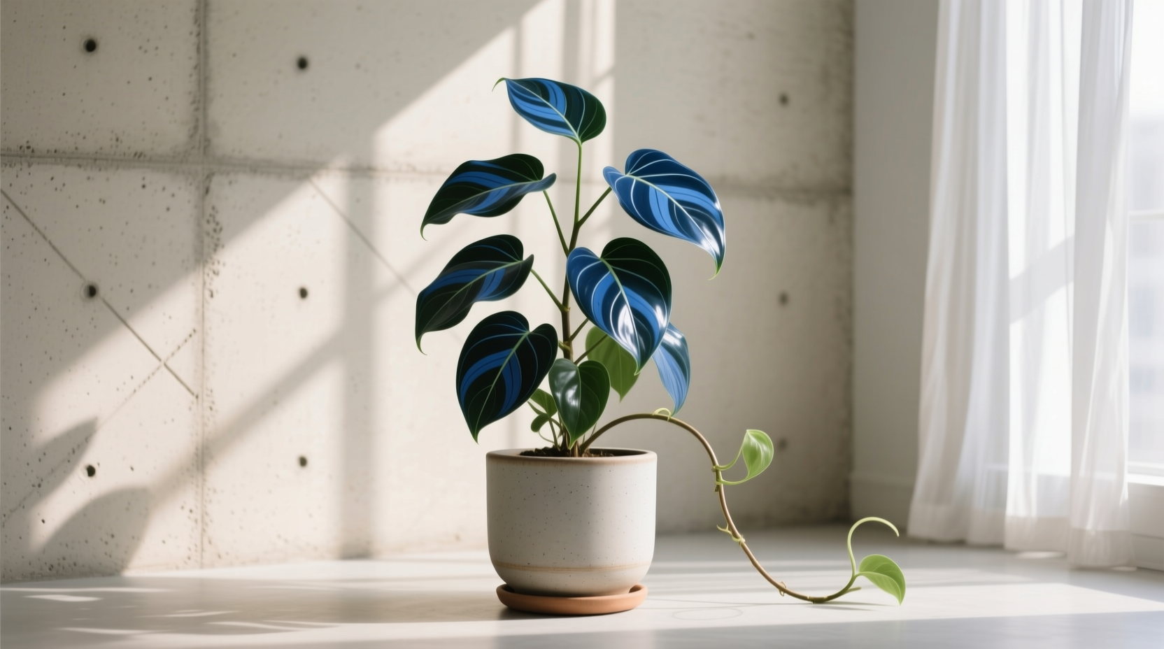 peace lily new leaves Peace Lily
