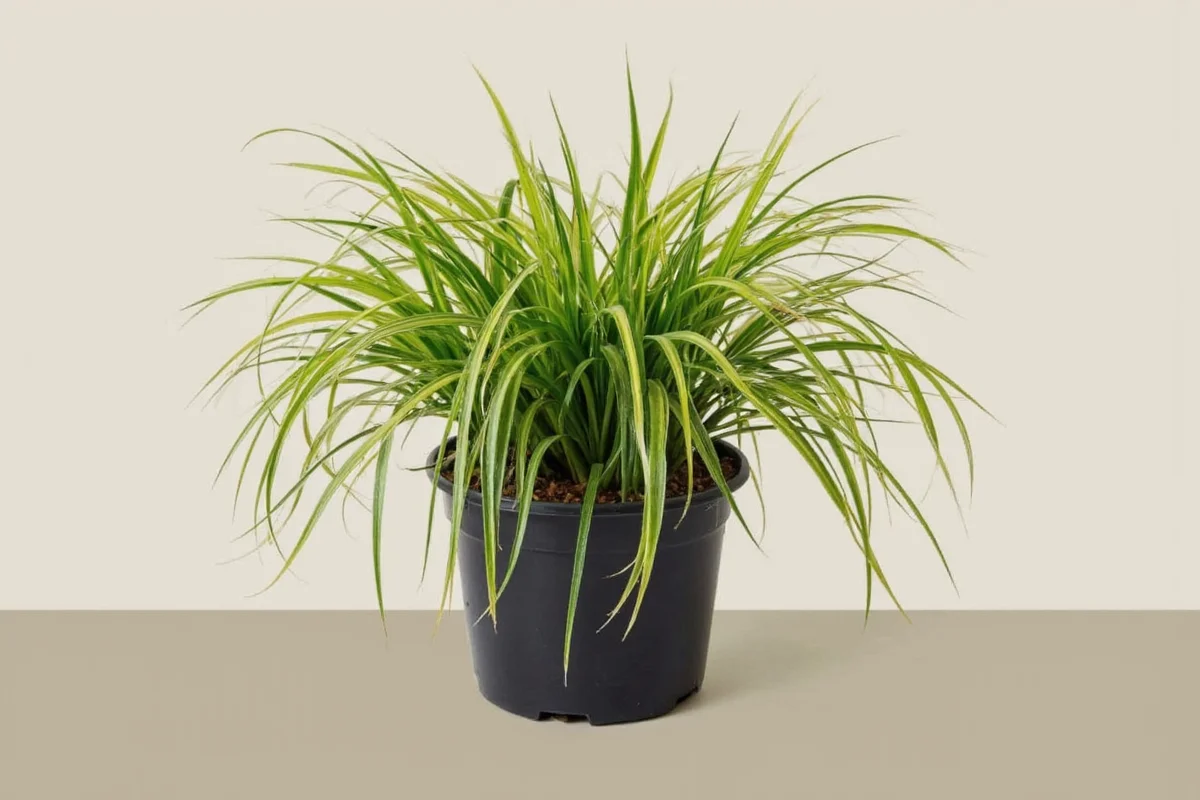 How Often Do You Water Spider Plants