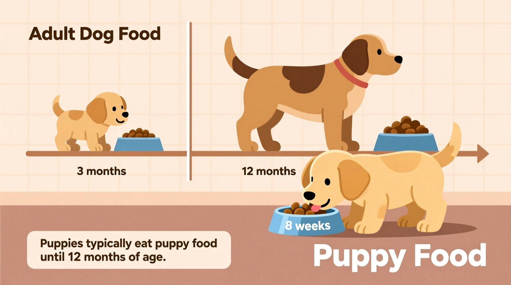 Puppy Food Duration: When to Switch to Adult Dog Food