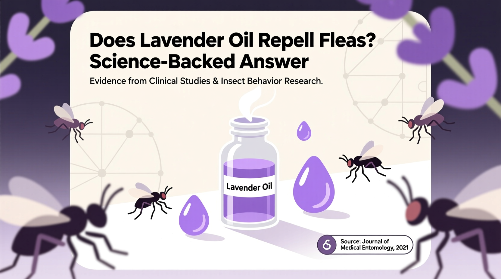 Does Lavender Oil Kill Fleas? | TheHomeSprouts