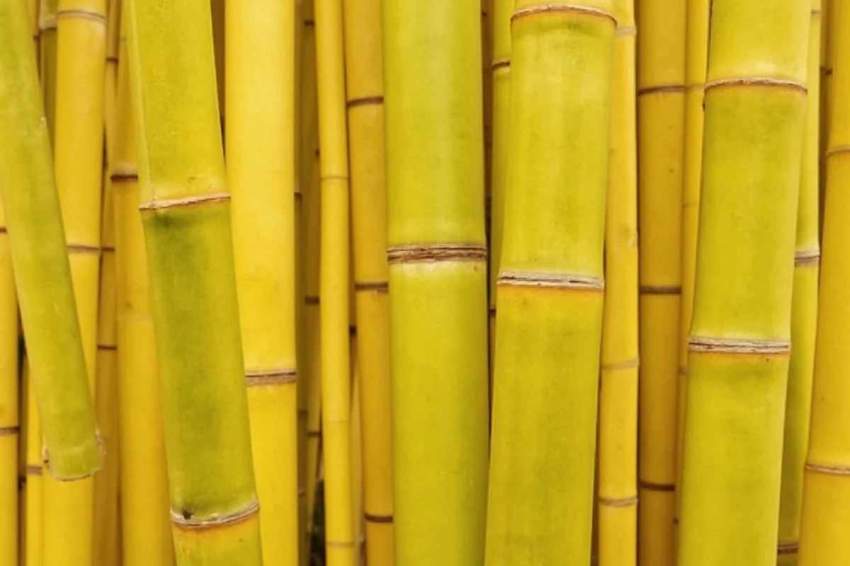 Why Does Bamboo Plant Turn Yellow