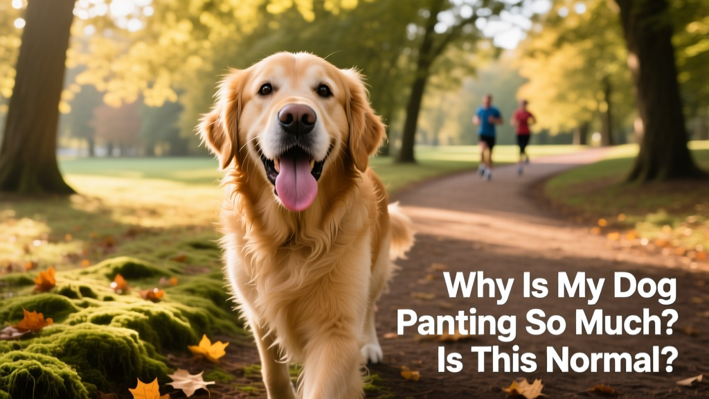 A happy, slightly sweaty dog panting after a walk in a shaded park