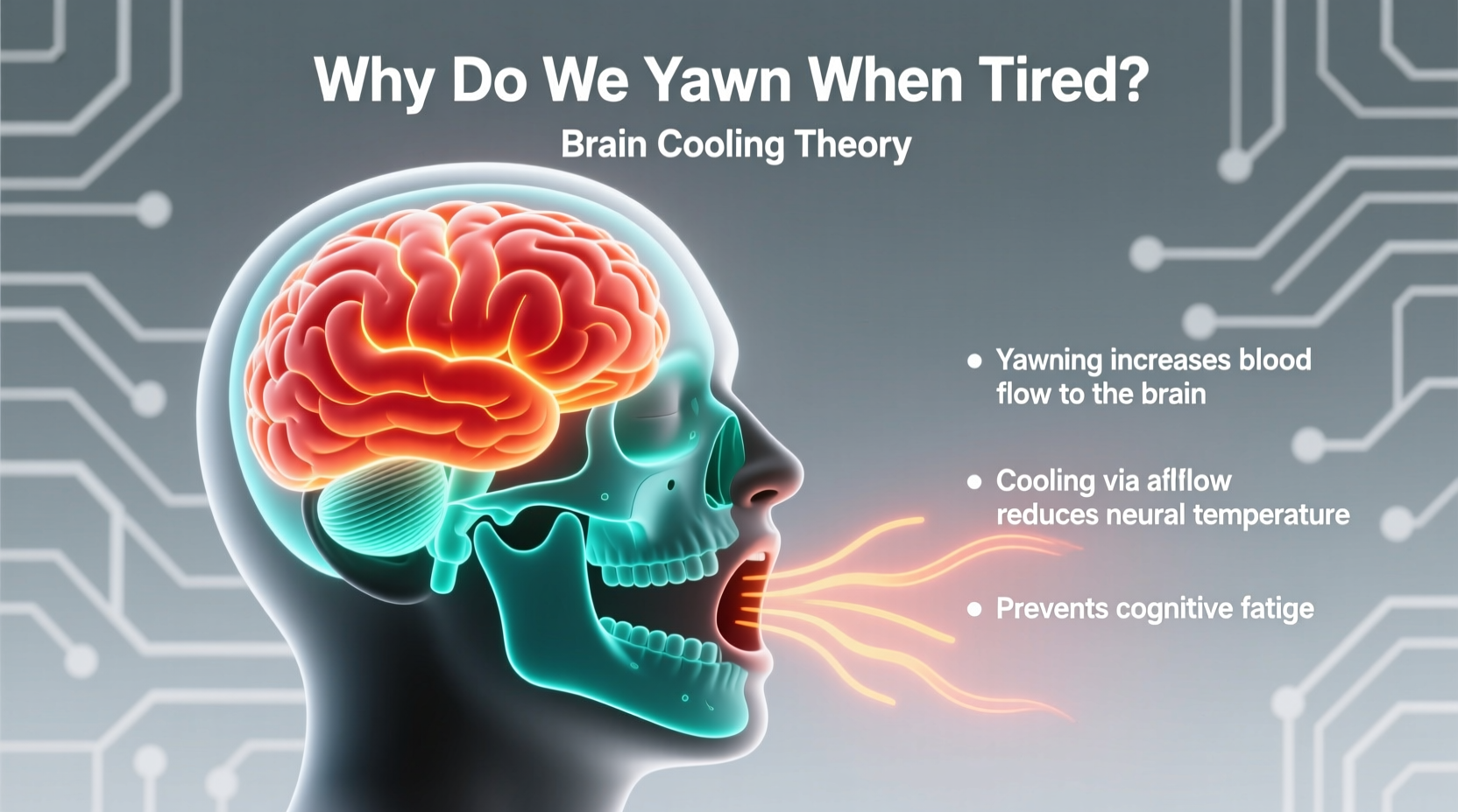why do we yawn when tired brain cooling theory simplified