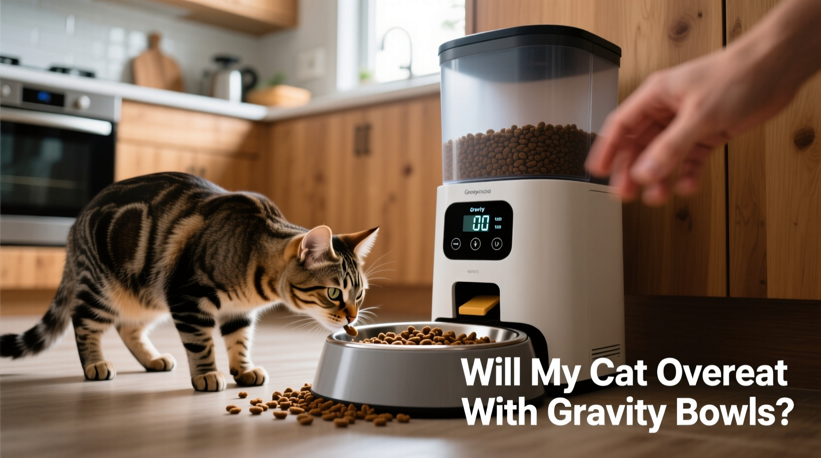 automatic feeder vs gravity feeder will my cat overeat with gravity bowls
