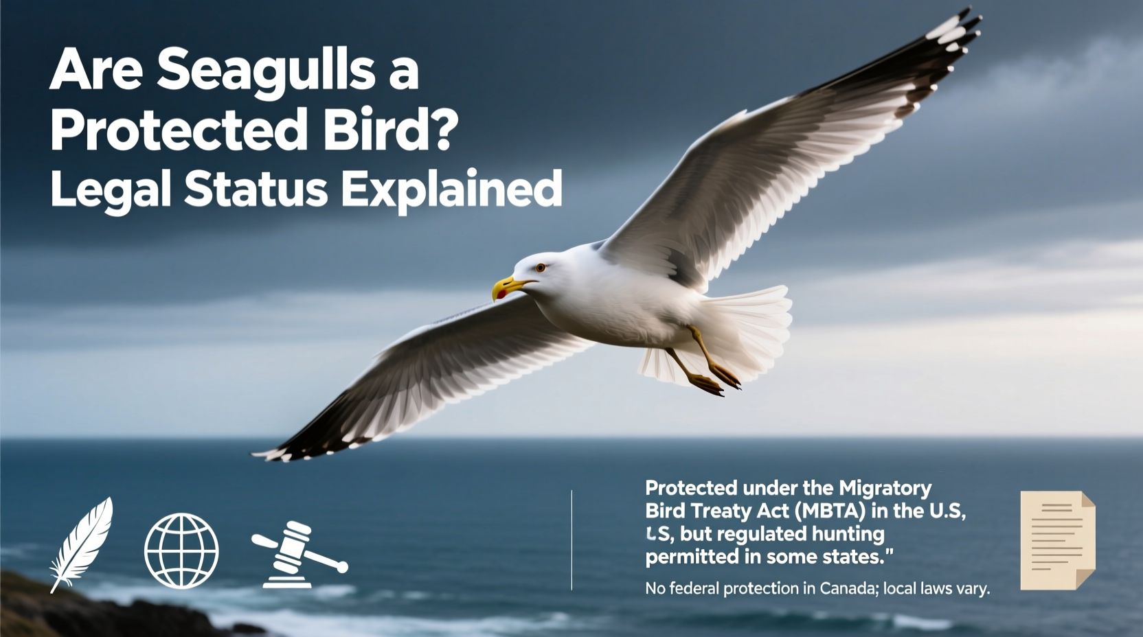 are seagulls a protected bird