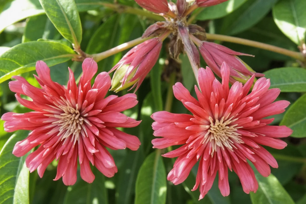 Prayer Plant Blooms: 5 Tips to Encourage Flowers