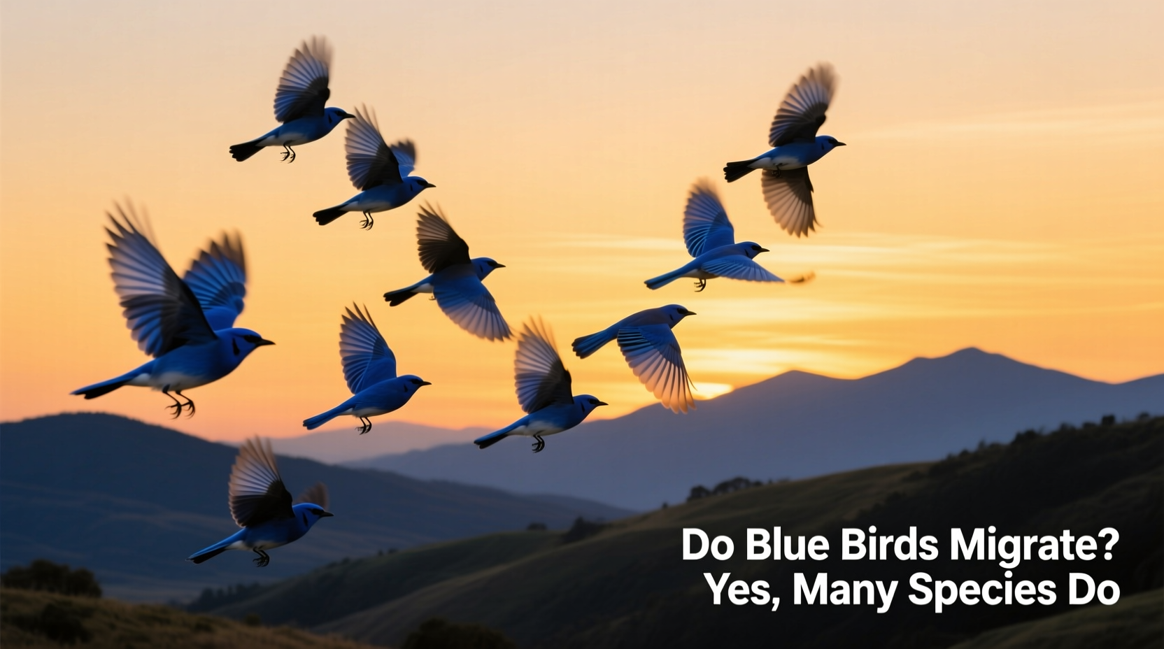 do blue birds migrate