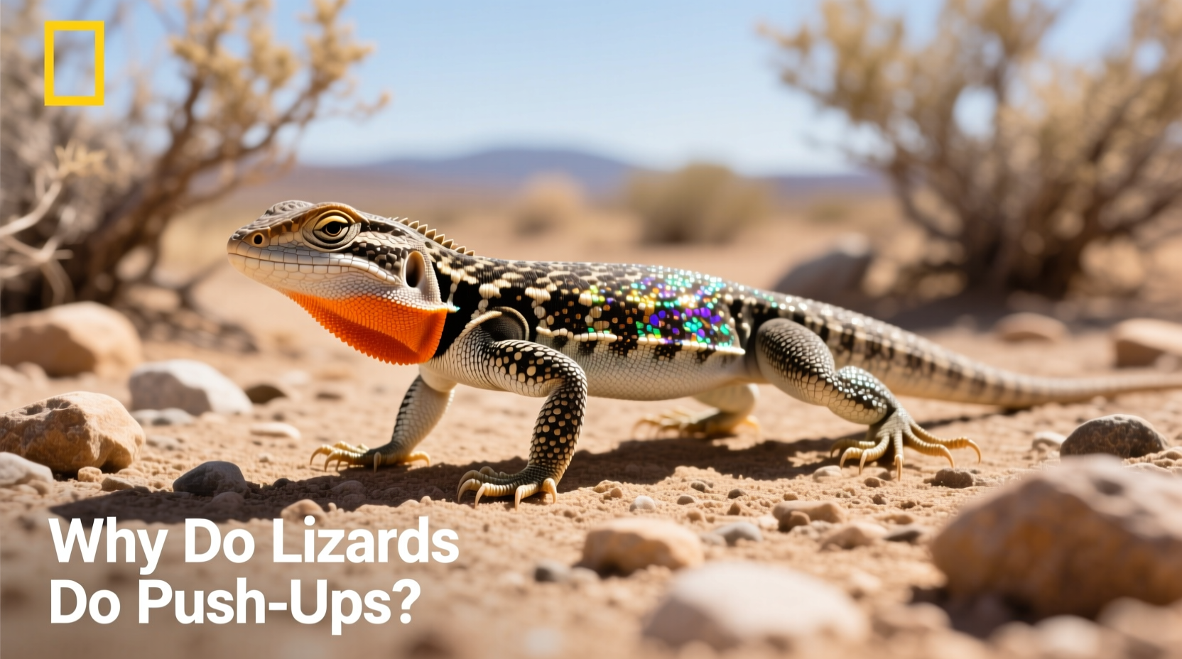 why do lizards do push ups and what message are they sending