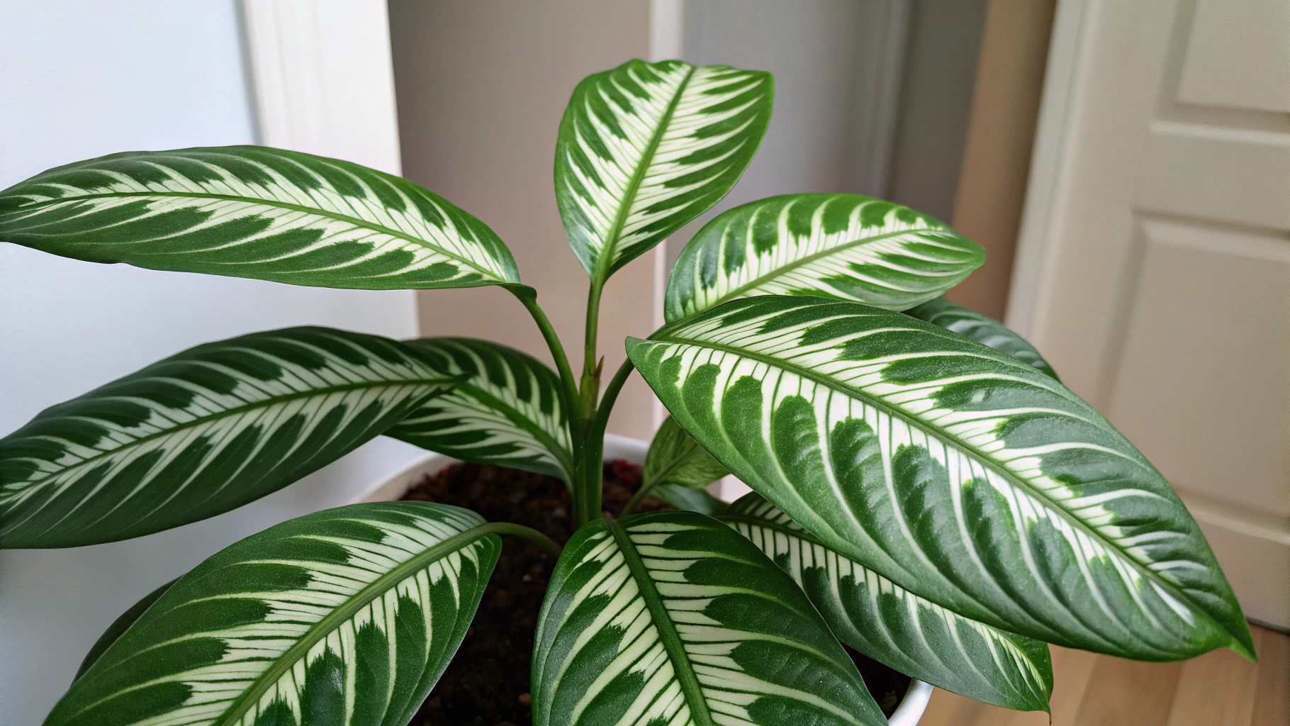 Rattlesnake Plant Care Tips for Thriving Leaves