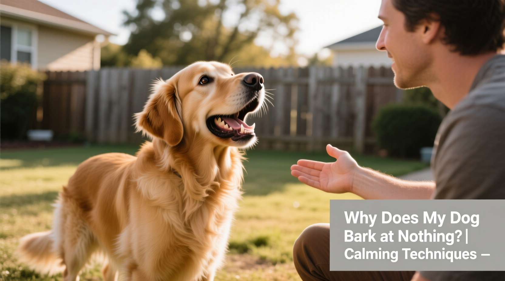 Picture of Why Does My Dog Bark At Nothing And How To Calm Him Down