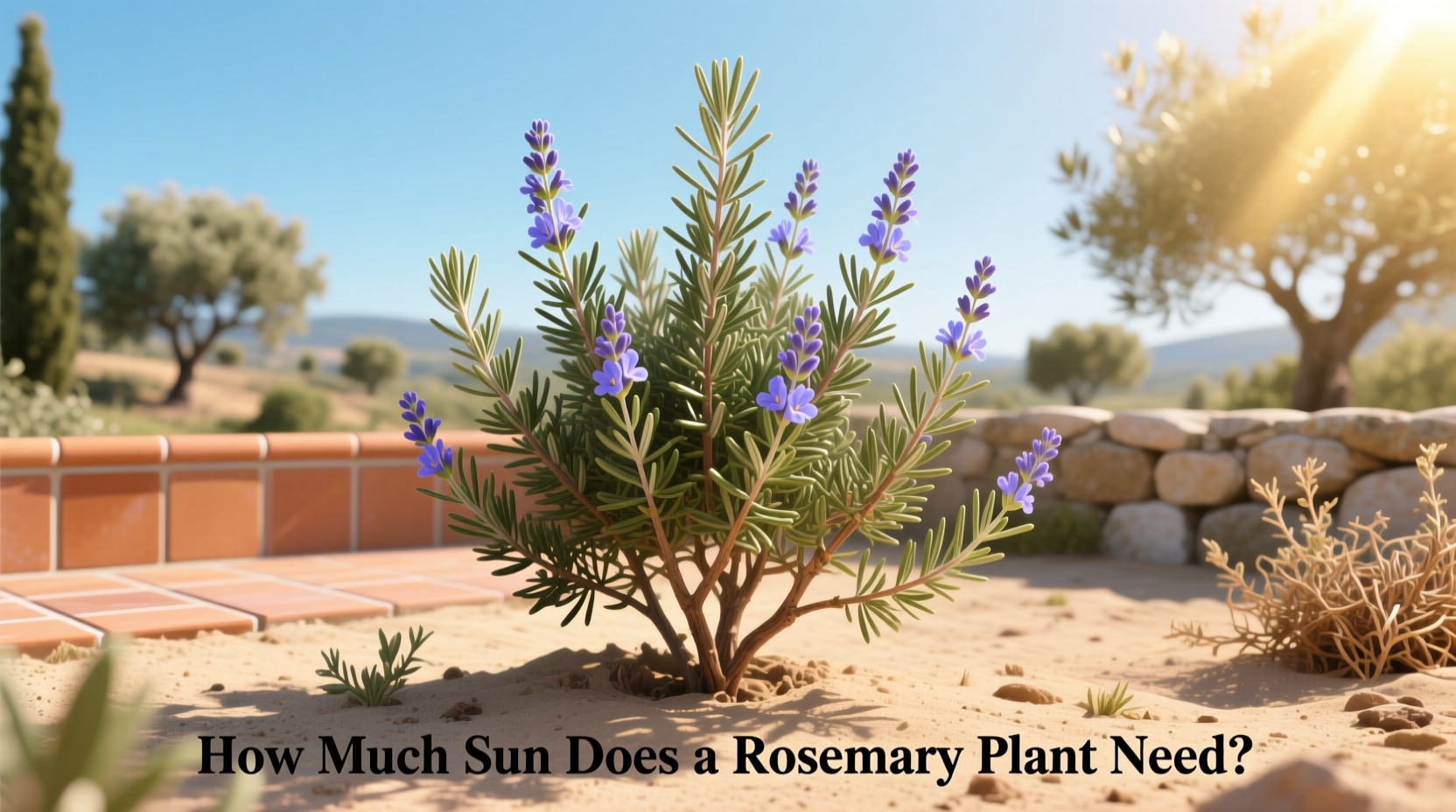 Rosemary Sun Requirements: 6-8 Hours | TheHomeSprouts