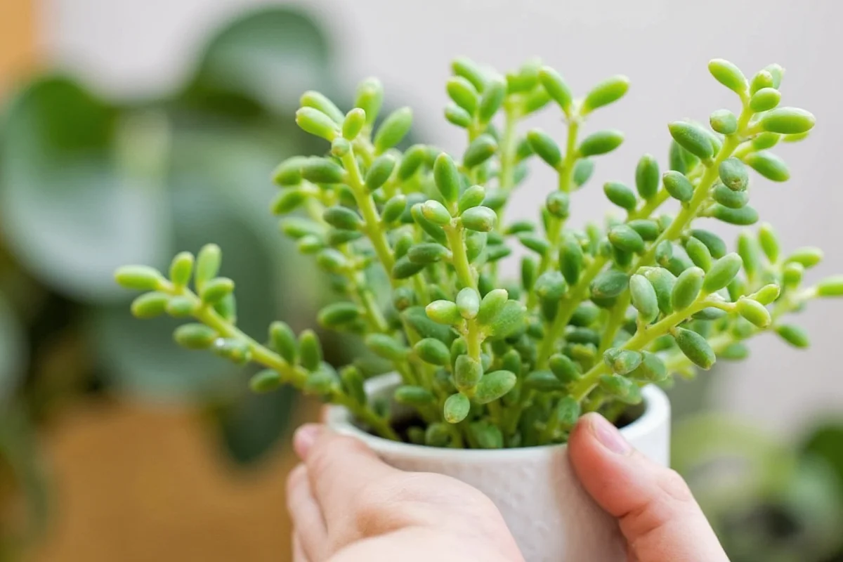 How Do You Prune A Jade Plant