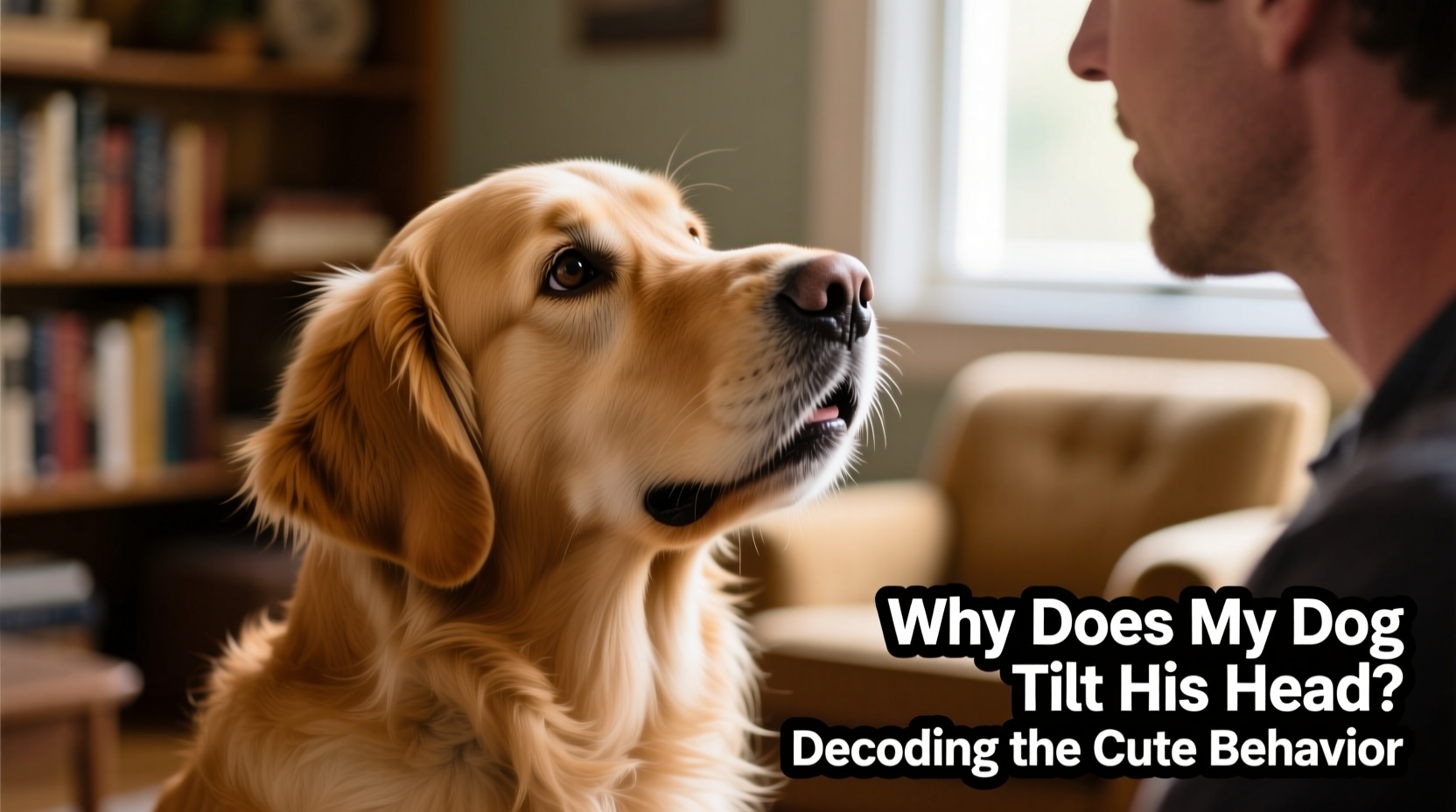 why does my dog tilt his head when i talk decoding the cute behavior