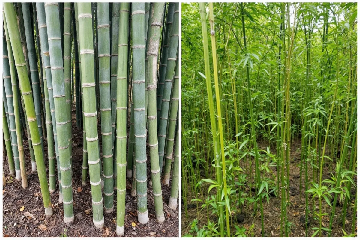 Bamboo Spacing Guide: Clumping vs Running Types