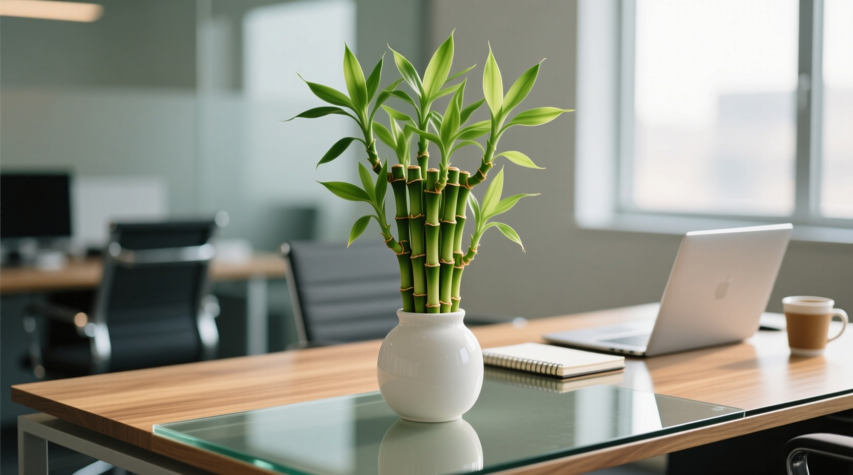 lucky bamboo office plant