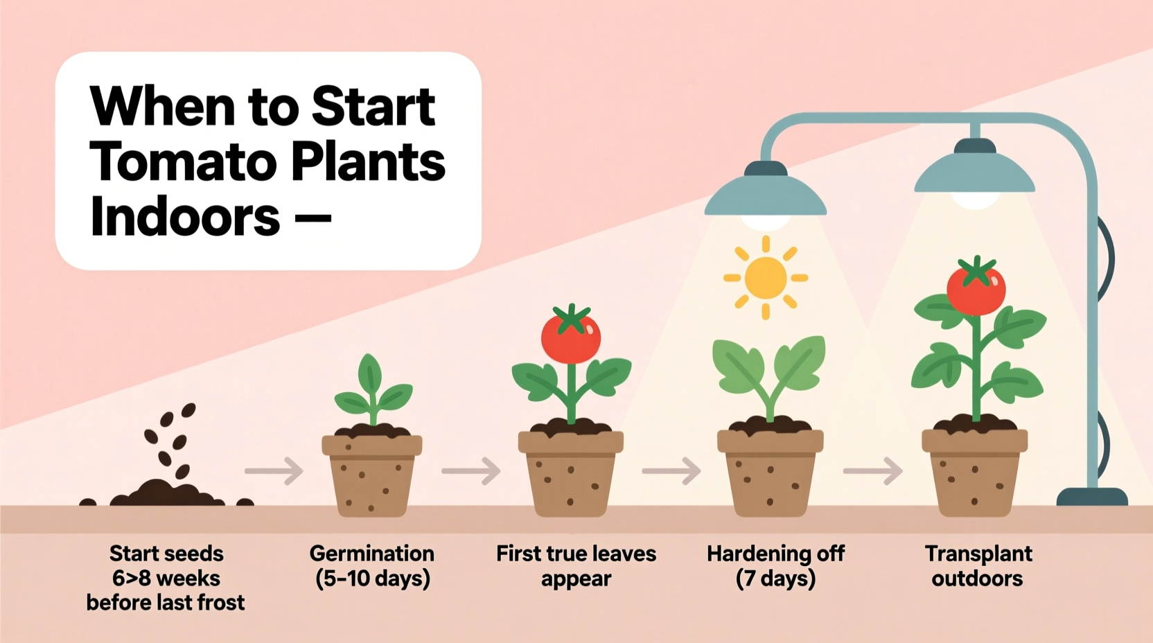 When to Start Tomato Plants Indoors: Complete Timing Guide