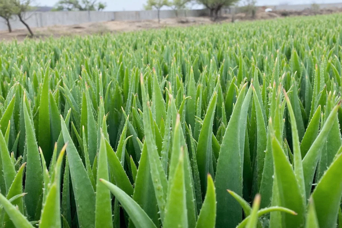 Where Does The Aloe Vera Plant Grow