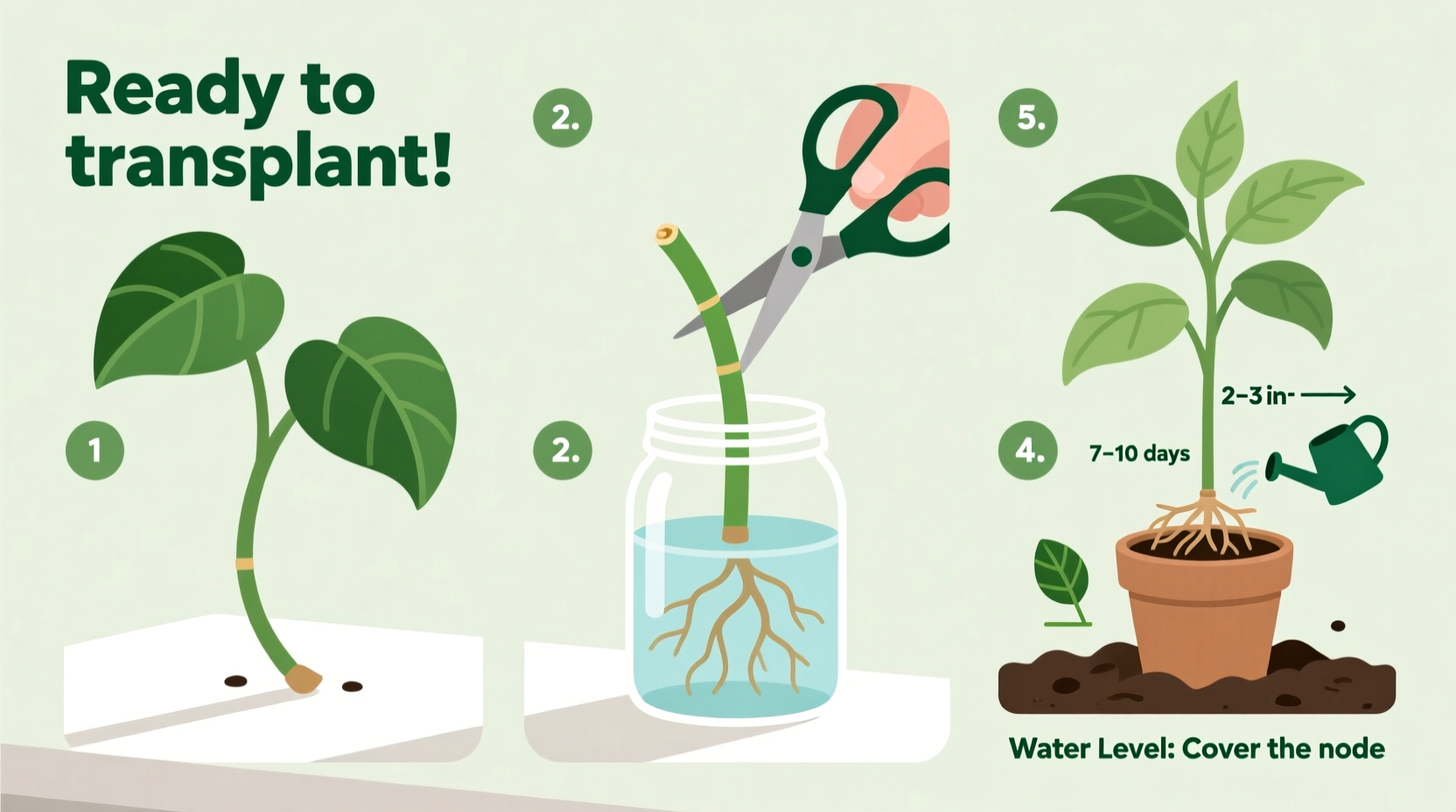 step by step guide to propagating pothos in water for beginners