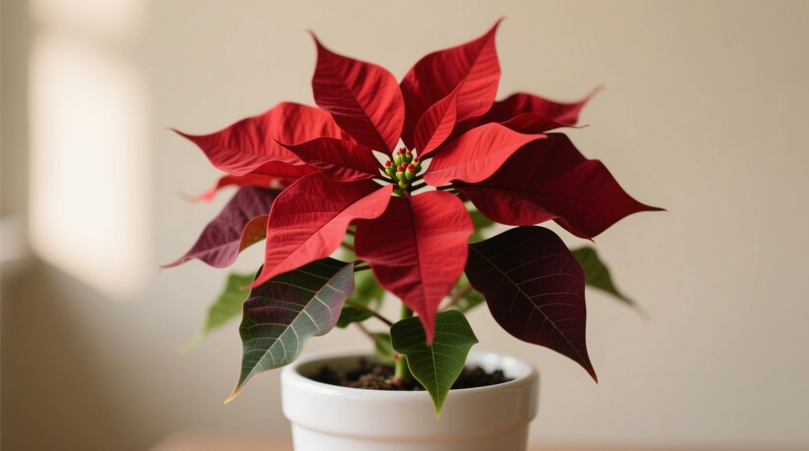 1 quart poinsettia