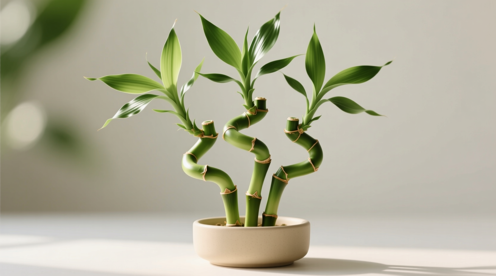 costa farms lucky bamboo