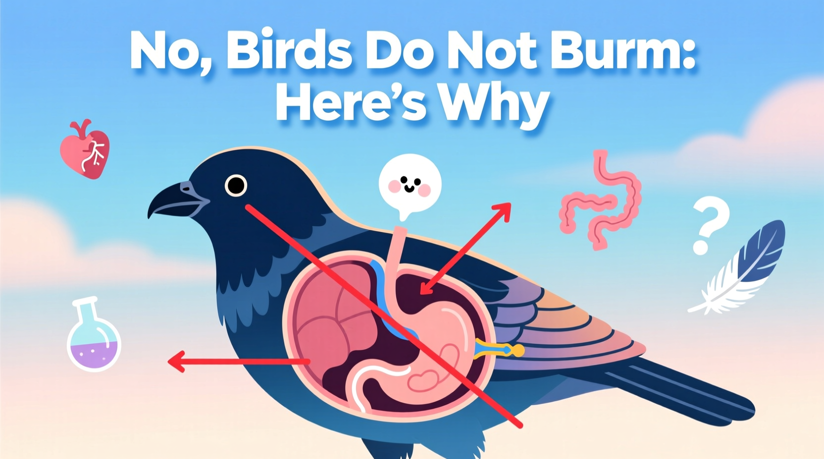 do birds burp