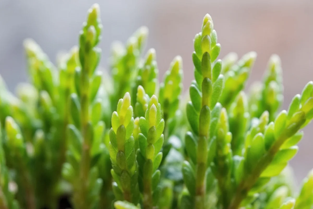 Do Jade Plants Need Sun