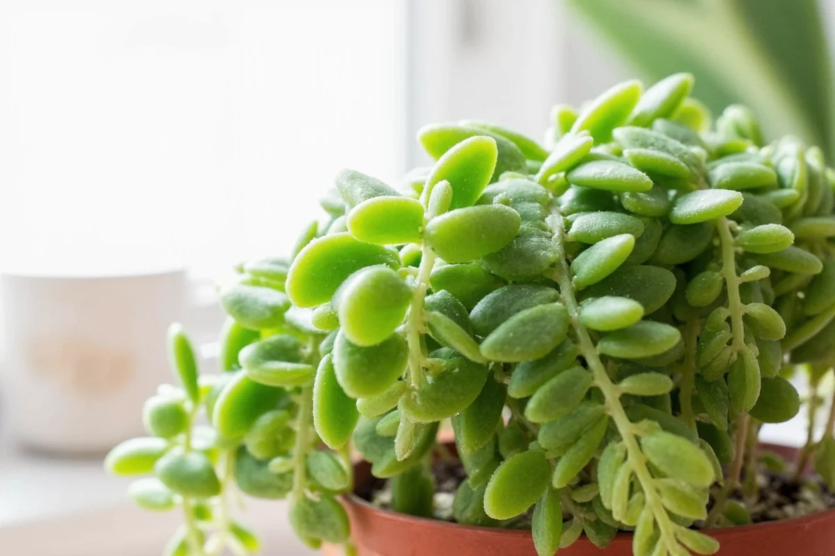 How Much Water Does A Jade Plant Need