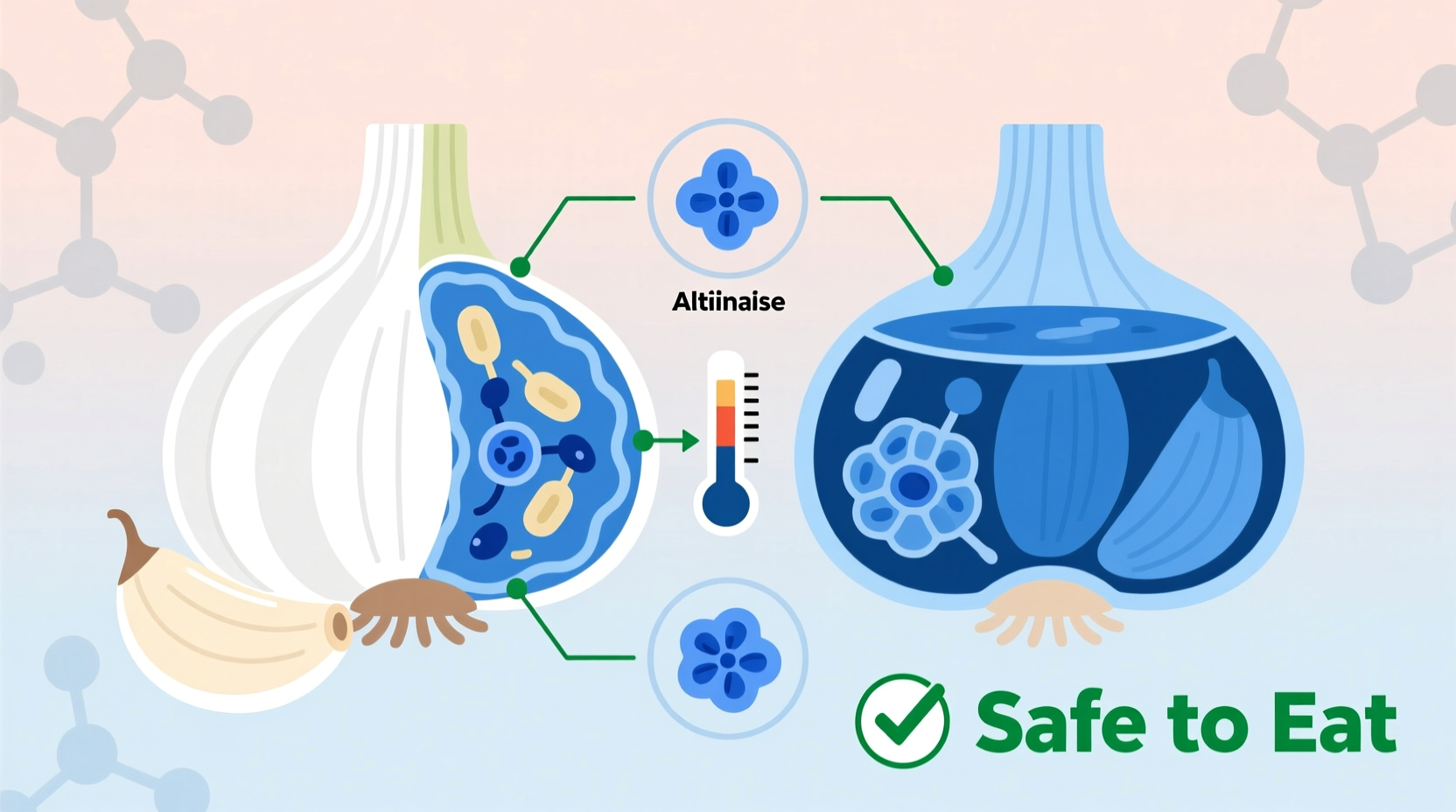 why does my garlic turn blue when pickling and is it safe