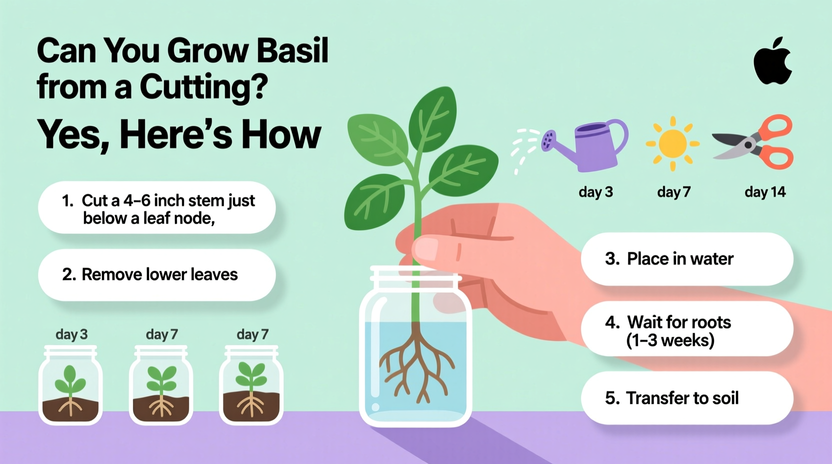 Grow Basil from Cuttings in 7 Days | TheHomeSprouts