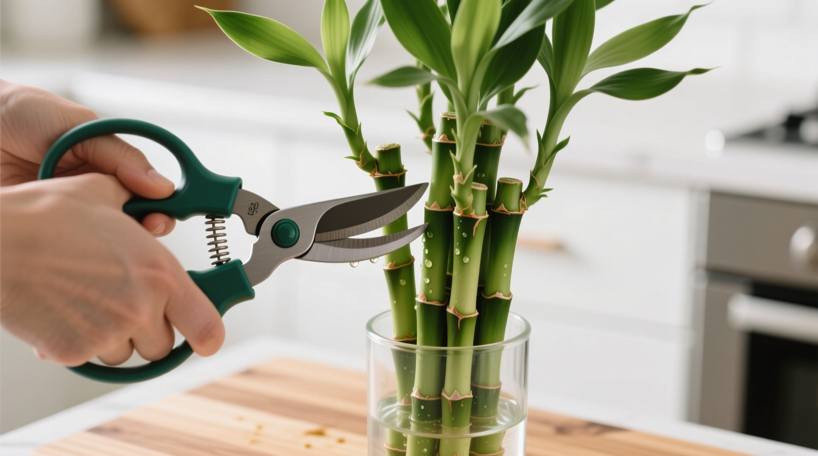 How to Trim Lucky Bamboo: Step-by-Step Guide for Healthy Growth
