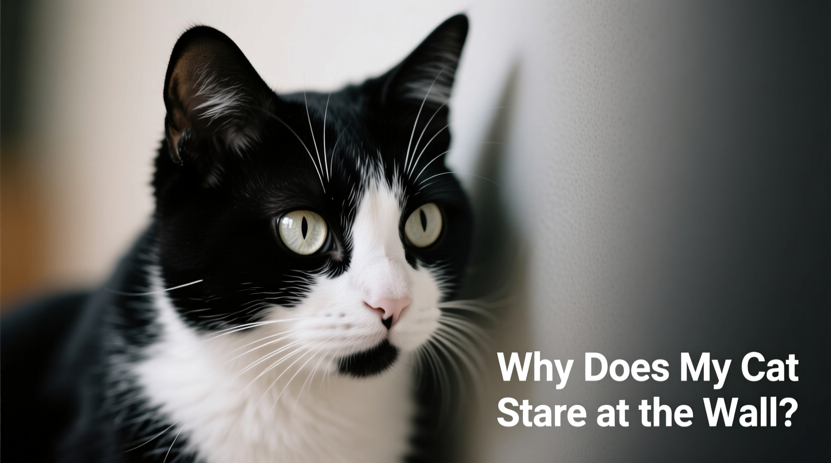 why does my cat stare at the wall behavior explained