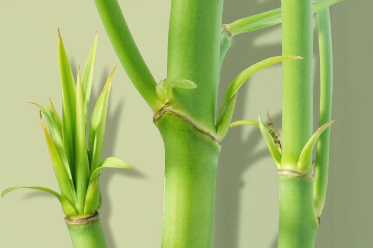 How To Grow Bamboo Plants From Cuttings