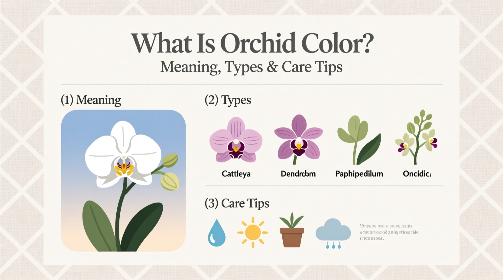 7 Orchid Colors & Care Guide | TheHomeSprouts