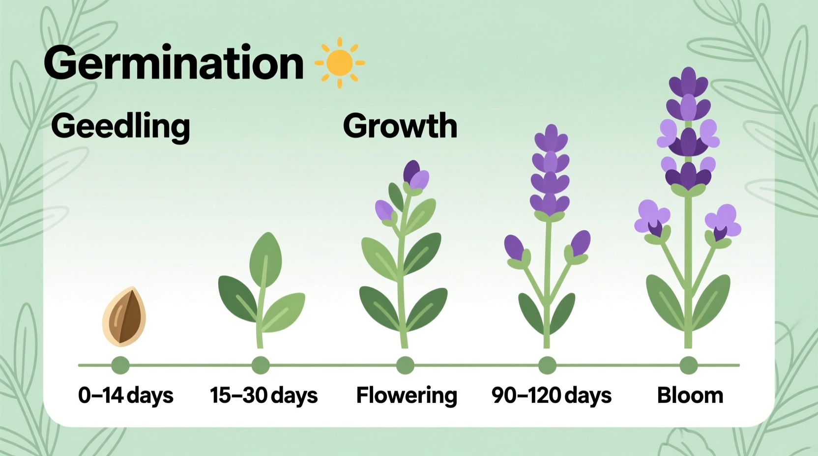 Lavender Growth Timeline: 6-8 Weeks | TheHomeSprouts